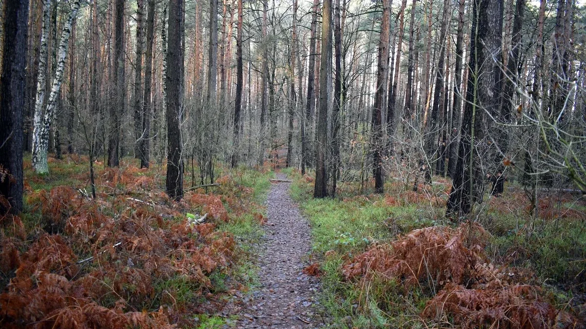 Percorso nel bosco o allo scoperto: come valutare esposizione e visibilità